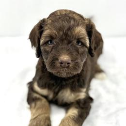 Champagne - Phantom female Bernedoodle puppy in La Plata, Maryland from Serenity Creek Doodles