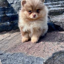 Treasure - Chocolate merle female Pomeranian puppy in Canandaigua, New York from Fingerlakes Pomeranians