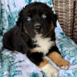 Asher - Black tri-color male Australian Shepherd puppy in Oxford, Florida from SoCo Aussies