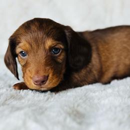 Teddy - Red male Dachshund puppy in Holtwood, Pennsylvania from Holly Hill Dachshunds