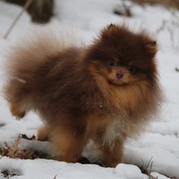 Rolex - Pomeranian