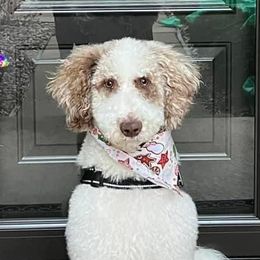 Goldendoodles and Labradoodles from Mi Best Doodle Ever, LLC