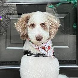 Goldendoodles and Labradoodles from Mi Best Doodle Ever, LLC