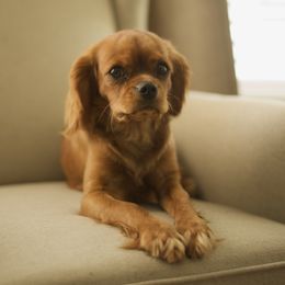 AUDREY - Cavalier King Charles Spaniel
