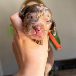 Buttercup - Dapple female Dachshund puppy in Yuba City, California from Mulberry Dachshunds