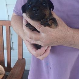 Girl 2 - Black and tan female Dachshund puppy in Augusta, Georgia from Cherokee Hill Dachshunds