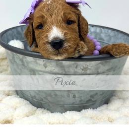 Pixie - Red  female Goldendoodle puppy in State Road, North Carolina from Must Love Doodles