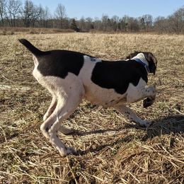 German Shorthaired Pointers from Big Daves Bird Dogs LLC,  BDBD