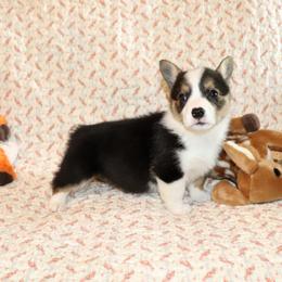 Ulana - Black and tan female Pembroke Welsh Corgi puppy in Morton, Mississippi from Crown AB Farms Pembroke Welsh Corgis