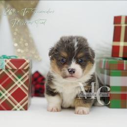 Periwinkle (BTF 1) Fluffy - Tail - Blue female Pembroke Welsh Corgi puppy in Straughn, Alabama from Magnolia Creek Corgis