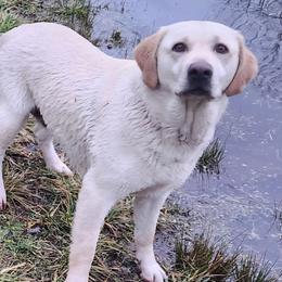Labrador Retriever puppies from Swan Shore Labrador