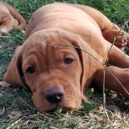 Irion - Red and white Transylvanian Hound puppy in Rough And Ready, California from Royal Transylvanian Hounds