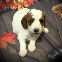 Winter - Parti female Goldendoodle puppy in Bradenton, Florida from Christianna’s Mini Goldendoodles