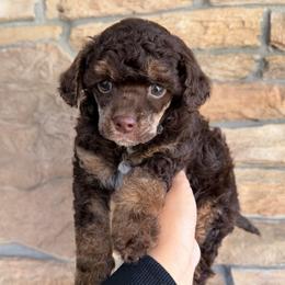 Cupid - Brown male Poodle puppy in Lathrop, California from Stellar Poodles
