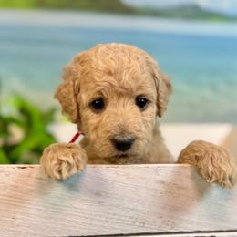 Coral (red) - Apricot female Goldendoodle puppy in Haltom City, Texas from Ohana Doodles