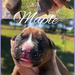 Maple - Fawn female Boxer puppy in Cochran, Georgia from Sweet Georgia Boston’s