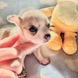 Pearl - Merle female Chihuahua puppy in Canton, Ohio from Elysium Fields Chihuahuas