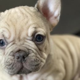 French Bulldogs from Angelica's French Bulldogs