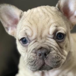 French Bulldogs from Angelica's French Bulldogs