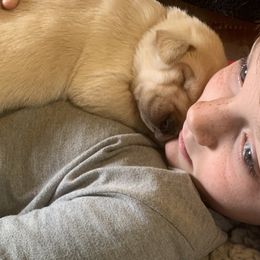 Labrador Retriever Puppies from Triple B Kennel