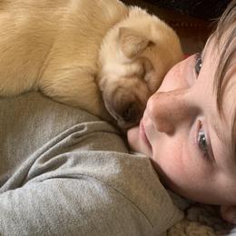 Labrador Retriever Puppies from Triple B Kennel