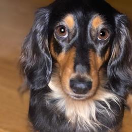 Layla - Dachshund