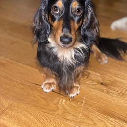 Layla - Dachshund