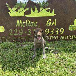 Boy 2 - Liver roan male German Shorthaired Pointer puppy in Mcrae, Georgia from Adams Pointers