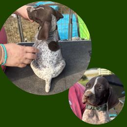 Kakamora - Liver roan male German Shorthaired Pointer puppy in Marshfield, Missouri from Pebblebrook German Shorthaired Pointers