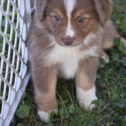 Australian Shepherd Puppies from Driftless Australian Shepherds