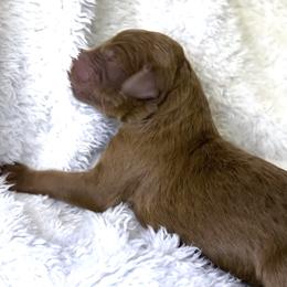 Comet - Red female Bernedoodle puppy in Greenville, South Carolina from Halo BerneDo