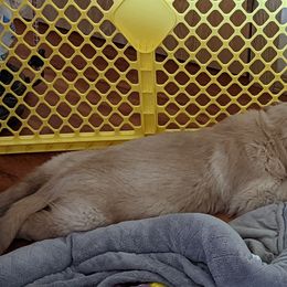 Golden Retriever Puppies from Sola Mae's Goldens