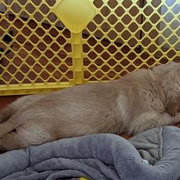 Golden Retriever Puppies from Sola Mae's Goldens