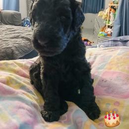 Tan - Black male Poodle puppy in Big Rapids, Michigan from Meeker's Ridge Standard Poodles