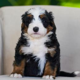 Jimmy - Tri-color male Bernedoodle puppy in Dundee, Ohio from Down Home Doodle