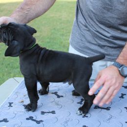 Cane Corso Puppies from Steel Legacy Cane Corso
