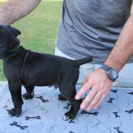 Cane Corso Puppies from Steel Legacy Cane Corso
