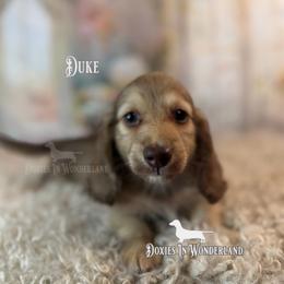 Duke - Cream male Dachshund puppy in Rainier, Oregon from Doxies in Wonderland