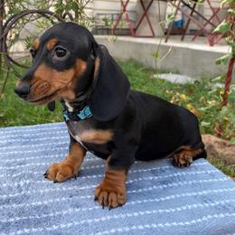 Gunner - Black and tan male Dachshund puppy in Stilwell, Oklahoma from Peavine Creek Dachshunds