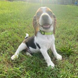 Girl 3 Green - Black and white female Beagle puppy in Crestview, Florida from Alicia's Beagles