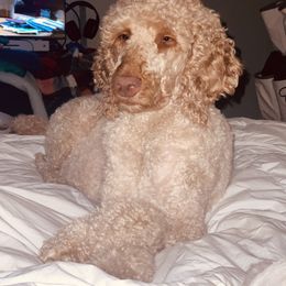 Aussiedoodles, Bordoodles, and Poodles from Danie’s Doggie Den