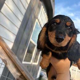 Green girl - Black and tan female Dachshund puppy in Runge, Texas from Broken Diamond J Farms