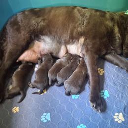 Boy 3 - Chocolate male Labrador Retriever puppy in Moodus, Connecticut from Brownstone Labradors