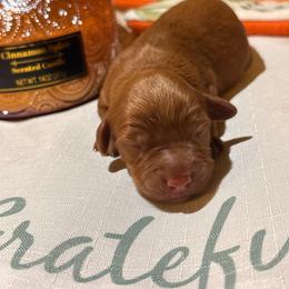 Cinnabun - Red male Cavapoo puppy in Raytown, Missouri from Ginger Doodle Babies