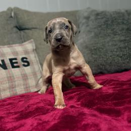 Calista - Blue female Great Dane puppy in Jerusalem, Arkansas from Mara Danes