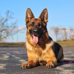 German Shepherd All Grown Up from Von Kühnheit German Shepherd Kennels