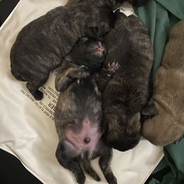 Pug Puppies from Marbled Munchkins