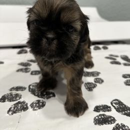 Boy 1 - Shih Tzu puppy in Winter Haven, Florida from Shih Tzus and Poms Di Colletti
