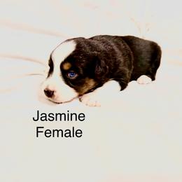 Jasmine - Black tri-color female Australian Shepherd puppy in Vernal, Utah from Dancing M Kennels