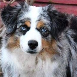 Elite CH Clay Creek's Tempt Me Not - Blue merle female Toy Australian Shepherd puppy in Leighton, Alabama from Isbell Land & Livestock, LLC